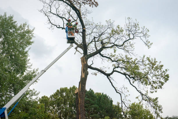 Best Tree Risk Assessment  in Fiskdale, MA