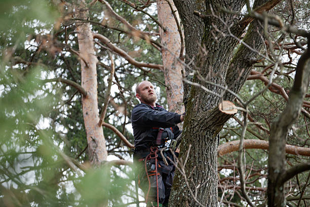Fiskdale, MA Tree Care Company