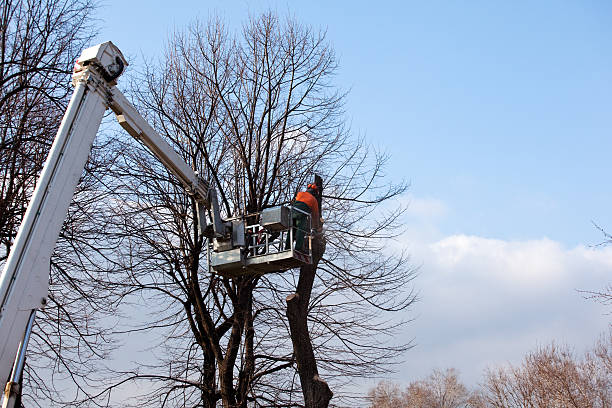  Fiskdale, MA Tree Care Pros