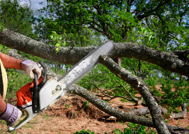 Best Stump Grinding and Removal  in Fiskdale, MA